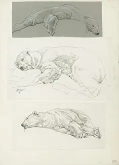 Historical Animal Illustrations Online Prints: Polar Bear Studies