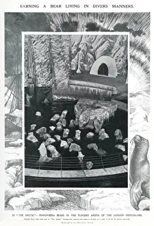 Polars bears at the London Hippodrome, January 1910 Polars bears at the London Hippodrome, January 1910