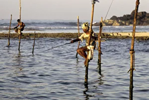 Pole fishermen, Sri Lanka - 6 Pole fishermen, Sri Lanka - 6
