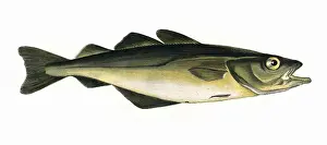 Prints of Pollachius pollachius, or Pollack, also known as Atlantic Pollock, European Pollock and Whiting Pollack. Date: 1864 Whiting Prints: 1864 Print of Pollachius pollachius, the Atlantic Pollock