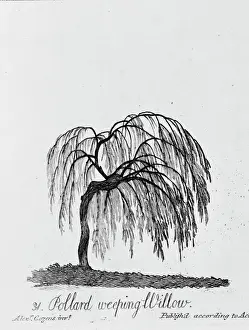 Prints of Plate 31 from The Shape, Skeleton and Foliage of Thirty Two Species of Trees, 1786 by A. Cozens. The series was originally issued in 1771 Alexander Cozens Prints: Weeping Willow Tree Print, 1786