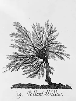 Salicaceae Family Trees Prints: Pollard Willow