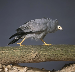 Polyboroides typus, African harrier-hawk Polyboroides typus, African harrier-hawk