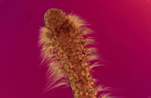 Annelid Animal Prints: Polychaete worm
