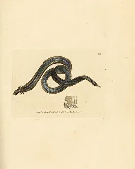 Polychaete worm, Phyllodoce lamelligera Polychaete worm, Phyllodoce lamelligera
