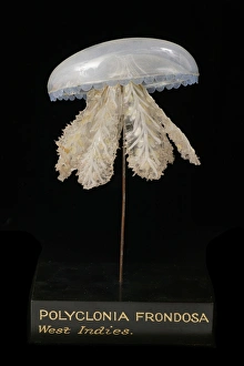 Polyclonia frondosa, jellyfish model Polyclonia frondosa, jellyfish model