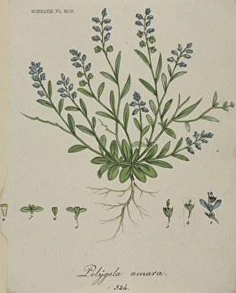 Polygala amara (rev. amarella), dwarf milkwort Polygala amara (rev. amarella), dwarf milkwort