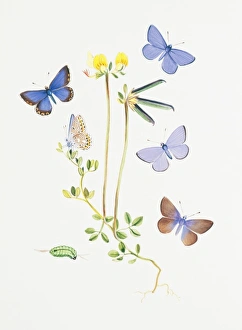 Polyommatus icarus, common blue butterfly Polyommatus icarus, common blue butterfly