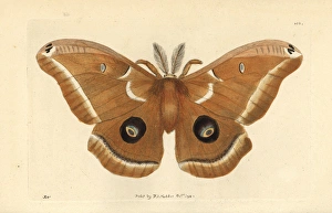 Polyphemus moth, Antheraea polyphemus Polyphemus moth, Antheraea polyphemus