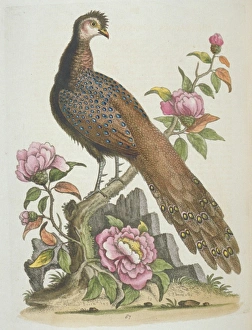 Polyplectron bicalcaratum, grey peacock-pheasant Polyplectron bicalcaratum, grey peacock-pheasant