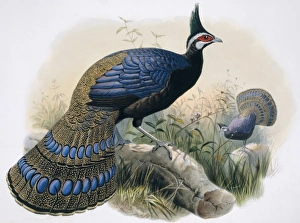 Polyplectron napoleonis, Palawan peacock-pheasant Polyplectron napoleonis, Palawan peacock-pheasant