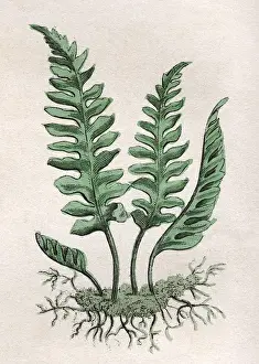 Historical Plants Prints: Polypodium Vulgare