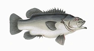 Polyprion americanus, or Atlantic Wreckfish Polyprion americanus, or Atlantic Wreckfish