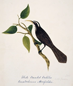 Pomatorhinus horsfieldi, Indian scimitar babbler Pomatorhinus horsfieldi, Indian scimitar babbler