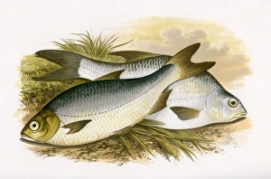 Pomeranian Bream and White Bream Pomeranian Bream and White Bream