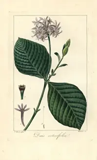 Handcolored Stipple Engraving Prints: Pompom tree, Dais cotinifolia