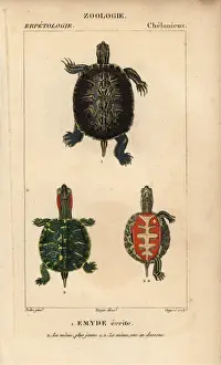 Copperplate Stipple Engraving Techniques Prints: Pond slider turtle, Trachemys scripta