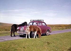 Two ponies with red car, Dartmoor, Devon Two ponies with red car, Dartmoor, Devon