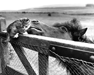 Funny Farm Animals Prints: Pony and Kitten