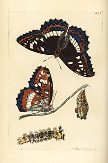 Poplar admiral butterfly, Limenitis populi Poplar admiral butterfly, Limenitis populi