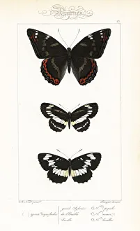 Poplar admiral, common glider, and Hungarian glider Poplar admiral, common glider, and Hungarian glider