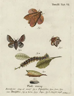 Poplar lappet and small lappet moths Poplar lappet and small lappet moths