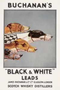 Buchanans Whisky Advert Print - Four Greyhounds Racing