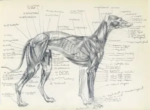 Dog Prints: Anatomical Drawing of a Greyhound - Muscle Print
