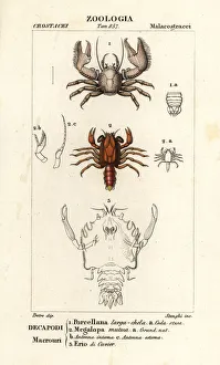 Porcelain crab, shrimp and extinct crustacean Porcelain crab, shrimp and extinct crustacean