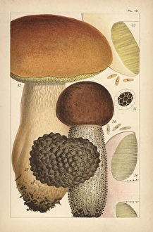 Porcino mushroom, birch bolete, and summer truffle Porcino mushroom, birch bolete, and summer truffle