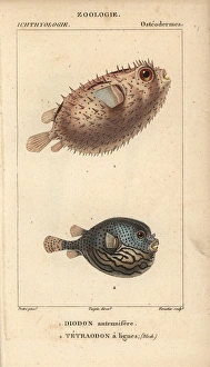 Porcupinefish, Diodon holocanthus, and pufferfish Porcupinefish, Diodon holocanthus, and pufferfish