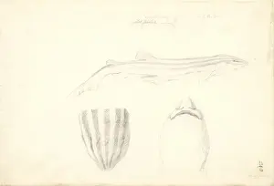 Captain Cook Voyage Artwork Prints: Poroderma africanum