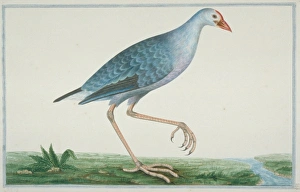 Porphyrio porphirio poliocephalus, purple swamphen Porphyrio porphirio poliocephalus, purple swamphen