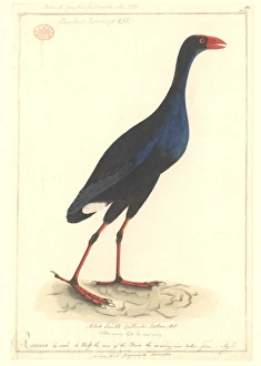 Porphyrio porphyrio melanotus, purple swamphen Porphyrio porphyrio melanotus, purple swamphen