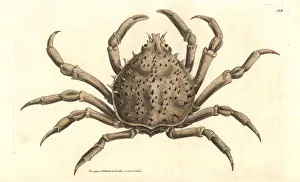 Portly spider crab or notched libinia, Libinia emarginata Portly spider crab or notched libinia, Libinia emarginata