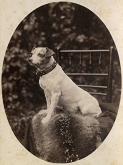 Portrait of a Jack Russell terrier dog Portrait of a Jack Russell terrier dog