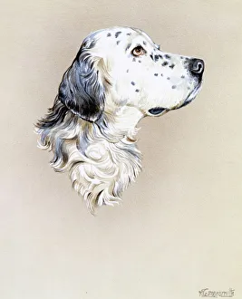 Animals/pets dogs gundog english setter/portrait painting english setter dog Animals/pets dogs gundog english setter/portrait painting english setter dog