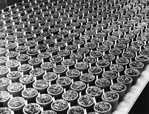 Potted Plants Potted Plants