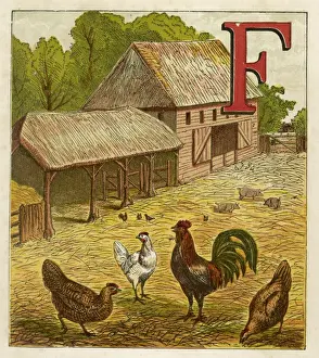 Farmyard Birds Prints: Poultry in Farmyard 1867