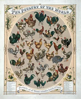 The poultry of the world--Portraits of all known valuable br The poultry of the world--Portraits of all known valuable br