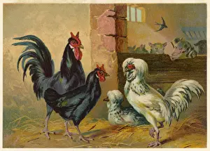 Rare Bird Species Pictures Prints: Poultry in a Yard