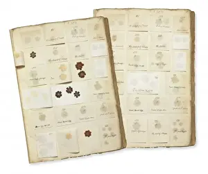 Primulaceae Family Plants Prints: Pressed Auricula specimens