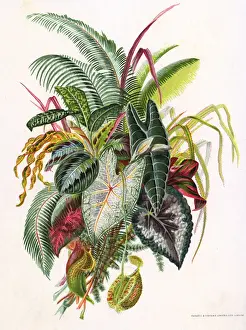 Tropical Plant Leaves Prints: Pretty Foliage