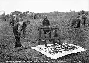 Prints of Primitive Method of Rippling Or Bolling Flax, Toome, Co. Antrim - a view of two men in a field rippling flax onto a white sheet. (Location: Northern Ireland: County Londonderry: Toomebridge) Related Prints: Primitive Method of Rippling Flax Print, Northern Ireland