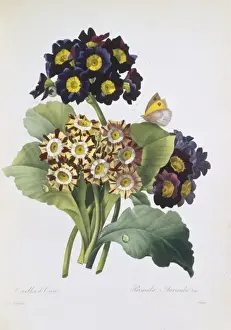 Primula auricula Print, Primevere oreille d ours, c. 1827-33
