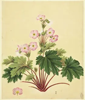 John Reeves Collection Prints: Primula sinensis