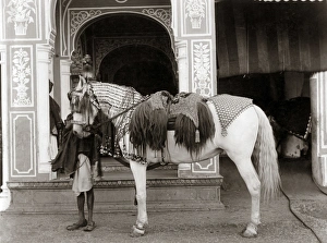 Princes horse with ornate saddlery, Indi, circa 1890 Princes horse with ornate saddlery, Indi, circa 1890