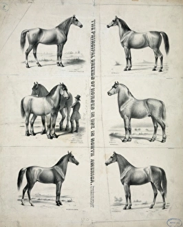 The Principal breeds of horses in use in North America The Principal breeds of horses in use in North America