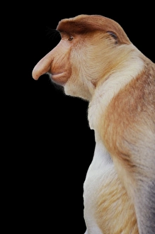 Proboscis / Long-nosed MONKEY - side view of face Proboscis / Long-nosed MONKEY - side view of face