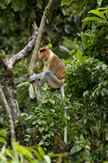 Proboscis monkey - adult male waking up, waiting Proboscis monkey - adult male waking up, waiting